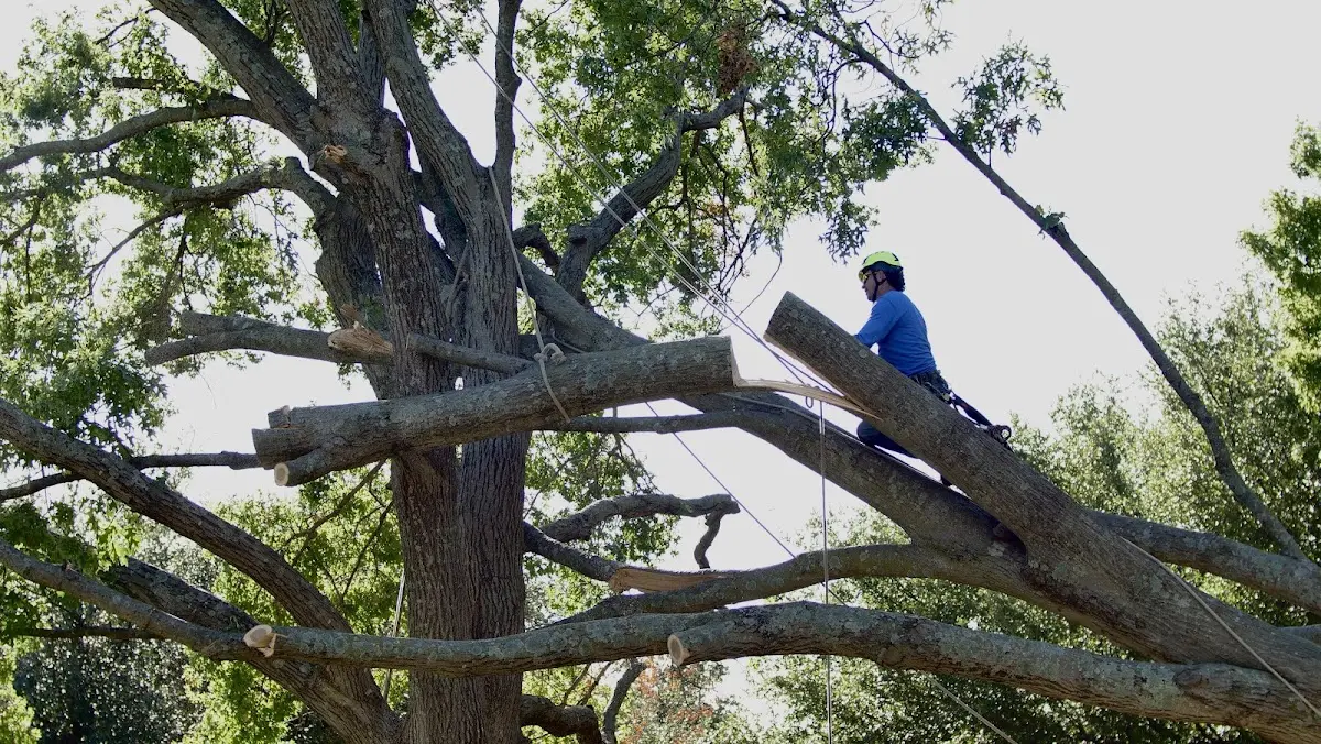 Professional Crown Thinning performed by certified arborists in Burkesville