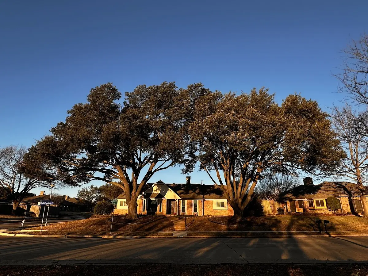 Established residential canopy tree shading a home in Burkesville